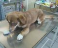 Ξάνθη: Βρήκαν αδέσποτο θηλυκό σκύλο σεξουαλικά κακοποιημένο 5 μέρες μετά τη στείρωση του