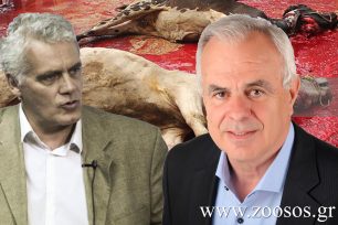 Η Διεύθυνση Κτηνιατρικής Καβάλας διαψεύδει τον Γ. Τσιρώνη: Απαγορεύεται στην Ελλάδα η σφαγή ζώων χωρίς αναισθητοποίηση (βίντεο)