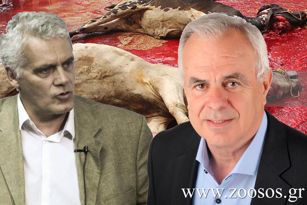 Ο «οικολόγος» Τσιρώνης & ο «αριστερός» Αποστόλου νομοθετούν υπέρ του περαιτέρω βασανισμού ζώων για σφαγή χωρίς αναισθητοποίηση (Χαλάλ & Κοσέρ)
