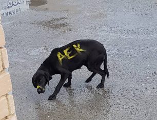 Μεγαλόπολη: Αεκτζής έβαψε με κίτρινη μπογιά αδέσποτο σκύλο για να μας δείξει πόσο κάφρος μπορεί να γίνει ένας οπαδός...