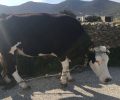 Πάρος: Αγελάδα με δεμένα τα πόδια & το κεφάλι κακοποιείται συστηματικά από τον ιδιοκτήτη της