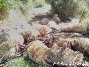 Πυργού Ηρακλείου Κρήτης: Κτηνοτρόφος βρήκε 102 πρόβατα σφαγμένα και τα δύο του σκυλιά νεκρά