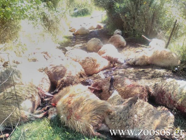 Πυργού Ηρακλείου Κρήτης: Κτηνοτρόφος βρήκε 102 πρόβατα σφαγμένα και τα δύο του σκυλιά νεκρά