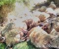 Αγνάντα Ηλείας: Του σκότωσε 51 πρόβατα τα οποία έσφαξε και εγκατέλειψε στη στάνη
