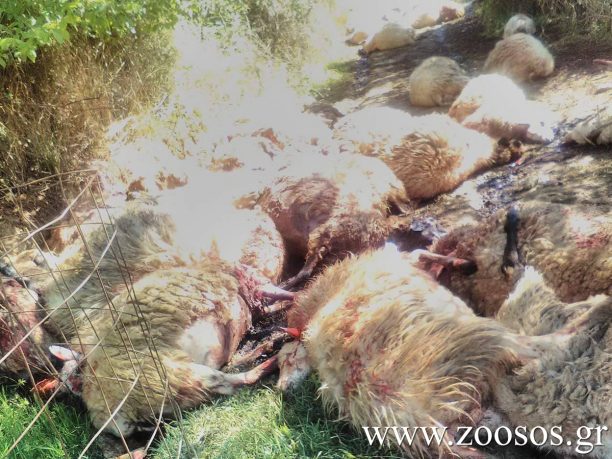 Αγνάντα Ηλείας: Του σκότωσε 51 πρόβατα τα οποία έσφαξε και εγκατέλειψε στη στάνη