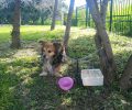 Αθήνα: Εγκατέλειψε τον ηλικιωμένο σκύλο δένοντας τον σε δέντρο στην Ακαδημία Πλάτωνος