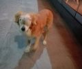 Ακράτα Αχαΐας: Έκκληση για τη σωτηρία του αδέσποτου σκύλου με τον όγκο στα μάτια (βίντεο)