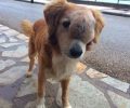 Ακράτα Αχαΐας: Μη χειρουργήσιμο το οστεοσάρκωμα του αδέσποτου σκύλου με τον όγκο στο κεφάλι