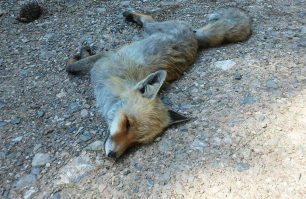 Συστηματική εξόντωση ζώων (όπως αλεπούδες κ.ά.) με φόλες και στη Χίο