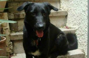 Χάθηκε μαύρος σκύλος στα Εξάρχεια
