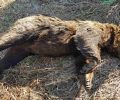 Φλώρινα: Άλλη μια αρκούδα νεκρή πιθανότατα από φόλα