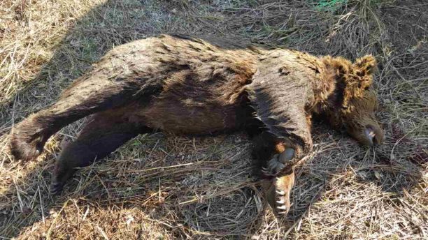 Φλώρινα: Άλλη μια αρκούδα νεκρή πιθανότατα από φόλα