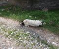 8 σκυλιά νεκρά από φόλες στην Άρνισσα Έδεσσας
