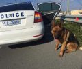 Κρήτη: Δύο αστυνομικοί έσωσαν τον σκύλο που βρήκαν στην Εθνική Οδό Ηρακλείου