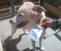 Αυλάκι Αττικής: Εγκατέλειψε τον σκύλο του δένοντας τον σε δέντρο & αφήνοντας σημείωμα