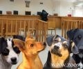 1-6-2023 Ξανά στο Εφετείο Θεσσαλονίκης δίκη για δάσκαλο που σκότωνε σκυλιά με φόλες στο Λιτόχωρο Πιερίας