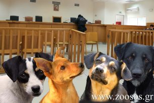 1-6-2023 Ξανά στο Εφετείο Θεσσαλονίκης δίκη για δάσκαλο που σκότωνε σκυλιά με φόλες στο Λιτόχωρο Πιερίας