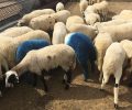 54 ζωντανά πρόβατα βαμμένα λουλακί εκτίθενται στο Γεωπονικό Πανεπιστήμιο Αθηνών στο πλαίσιο της «documenta 14»