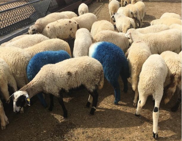 54 ζωντανά πρόβατα βαμμένα λουλακί εκτίθενται στο Γεωπονικό Πανεπιστήμιο Αθηνών στο πλαίσιο της «documenta 14»