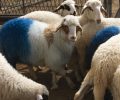 Την παράνομη έκθεση της documenta 14 με τα βαμμένα πρόβατα υποστηρίζει το Γεωπονικό Πανεπιστήμιο Αθηνών