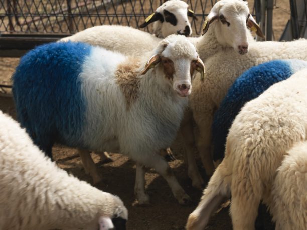 Την παράνομη έκθεση της documenta 14 με τα βαμμένα πρόβατα υποστηρίζει το Γεωπονικό Πανεπιστήμιο Αθηνών