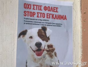 Ο Δήμος Παλλήνης προτρέπει όσους γνωρίζουν να καταγγείλουν τους δολοφόνους των ζώων