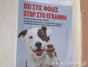 Αλεξανδρούπολη: Διαμαρτύρονται για την εξόντωση των ζώων με φόλες