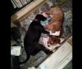 Γιάννενα: Δίνει 2.500 € σε όποιον αποκαλύψει αυτόν που δηλητηρίασε με φόλες τα 2 σκυλιά στο μπαλκόνι της