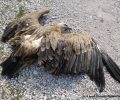 Ρ. Τρύγου: Από τις φόλες στην Ελλάδα οι γύπες είναι στις πιο απειλούμενες ομάδες πουλιών παγκοσμίως (ηχητικό)