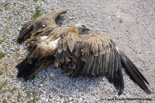 Ρ. Τρύγου: Από τις φόλες στην Ελλάδα οι γύπες είναι στις πιο απειλούμενες ομάδες πουλιών παγκοσμίως (ηχητικό)