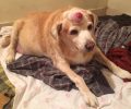 Έκκληση για υιοθεσία γέρικων σκυλιών που βρέθηκαν στον δρόμο στου Γκύζη μετά από έξωση στην ιδιοκτήτρια τους (βίντεο)
