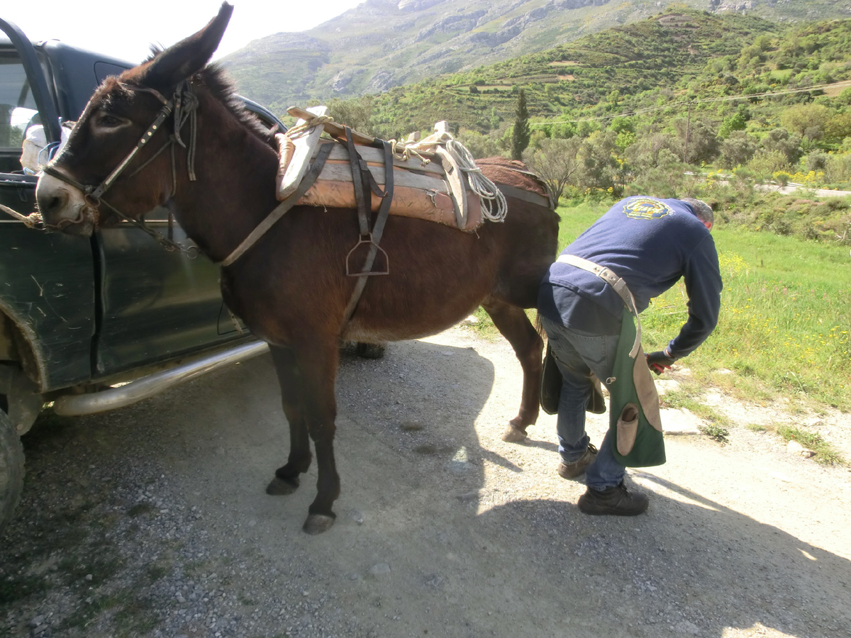 Και φέτος πρόγραμμα δωρεάν φροντίδας ιπποειδών από τη Φιλοζωική Κρήτης τον Απρίλιο 2 IppoeidiFrontidaCAWS 1