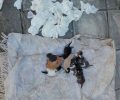 Καραβατιά Ιωαννίνων: Βρήκαν 10 νεογέννητα γατάκια κλεισμένα σε σακούλα ζωντανά & πεταμένα στα σκουπίδια (βίντεο)