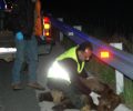 Καστοριά: Τα ελλιπή μέτρα προστασίας στην Εγνατία Οδό αναδεικνύει ακόμα ένα θανατηφόρο τροχαίο με θύμα αρκούδα