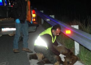 Καστοριά: Τα ελλιπή μέτρα προστασίας στην Εγνατία Οδό αναδεικνύει ακόμα ένα θανατηφόρο τροχαίο με θύμα αρκούδα