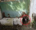Κεφαλλονιά: Έσωσαν τον σκύλο που κακοποιούσε ο ιδιοκτήτης του επί 6 χρόνια στην Άνω Μεριά