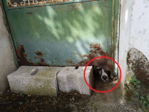Κεφαλλονιά: Έσωσαν τον σκύλο που κακοποιούσε ο ιδιοκτήτης του επί 6 χρόνια στην Άνω Μεριά