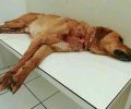 Σε κρίσιμη κατάσταση ο σκύλος που βρέθηκε πυροβολημένος στην Κόρινθο