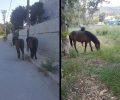 Κορυδαλλός: Αφήνει τα άλογα του αδέσποτα στους δρόμους εκθέτοντας σε θανάσιμο κίνδυνο τα ίδια & τους εποχούμενους (βίντεο)