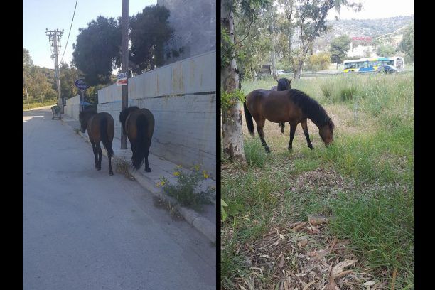 Κορυδαλλός: Αφήνει τα άλογα του αδέσποτα στους δρόμους εκθέτοντας σε θανάσιμο κίνδυνο τα ίδια & τους εποχούμενους (βίντεο)