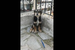 Βρέθηκε αρσενικός σκύλος με λουρί μπλε ελεκτρίκ στον Κορυδαλλό Αττικής