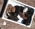 Ναύπακτος: Βρήκαν 8 νεογέννητα κουτάβια πεταμένα στα σκουπίδια (βίντεο)