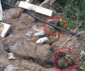 Λουτράκι: Σκότωσε 2 σκυλιά με καραμπίνα & τα έθαψε για να τα εξαφανίσει (βίντεο)