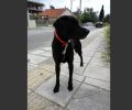 Αρσενικός μαύρος σκύλος με κόκκινο περιλαίμιο βρέθηκε στο Μαρούσι