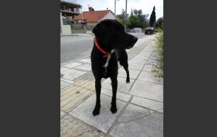 Αρσενικός μαύρος σκύλος με κόκκινο περιλαίμιο βρέθηκε στο Μαρούσι