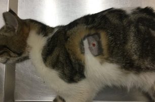Μαρούσι: Βρήκε την γάτα της σοβαρά τραυματισμένη & πυροβολημένη δύο φορές με αεροβόλο
