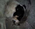 Ακόμα ένας σκύλος νεκρός από φόλα στο Τ.Ε.Ι. Μεσολογγίου στην Αιτωλοακαρνανία