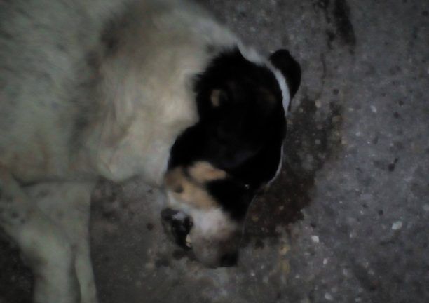 Ακόμα ένας σκύλος νεκρός από φόλα στο Τ.Ε.Ι. Μεσολογγίου στην Αιτωλοακαρνανία
