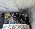 Βρήκε 7 κουτάβια ζωντανά πεταμένα σε κάδο σκουπιδιών στη Μάδενα Μεσσηνίας (βίντεο)