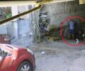Σύρος: Καταδικάστηκε και απ' το Εφετείο Αιγαίου άνδρας που δηλητηρίασε τον σκύλο του ανιψιού του με φόλα στη Μήλο το 2014